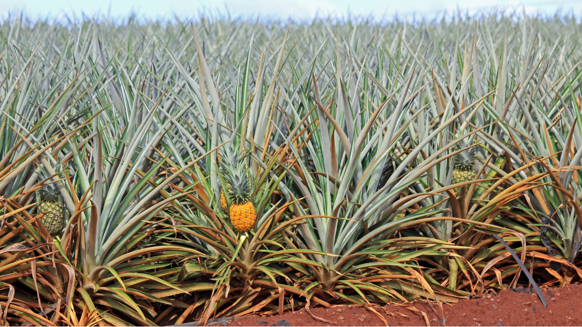 Dole Plantation Agricultural Techniques