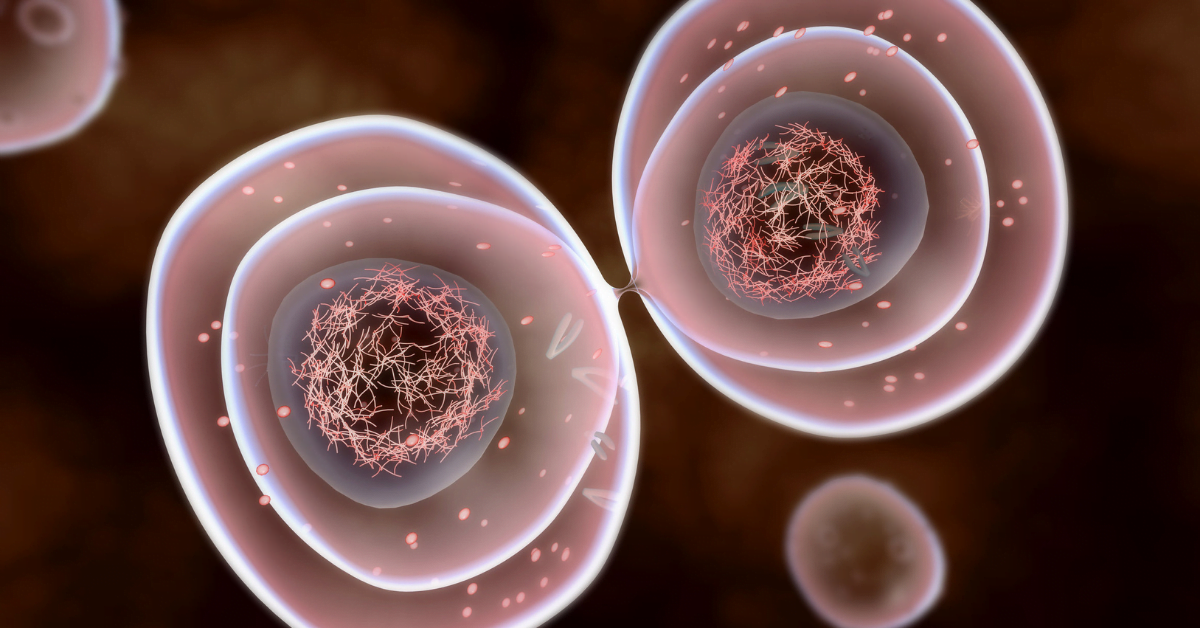 Cell Chromosomes: Haploid vs Diploid