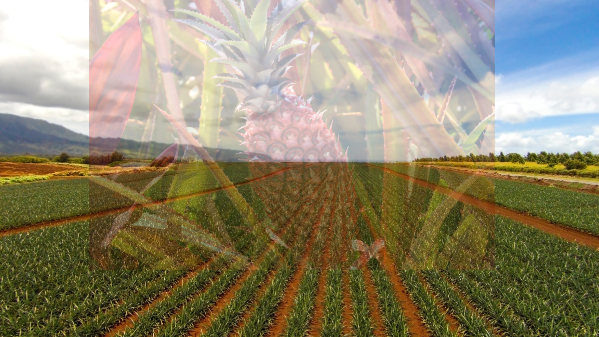 Dole Plantation Agricultural Techniques