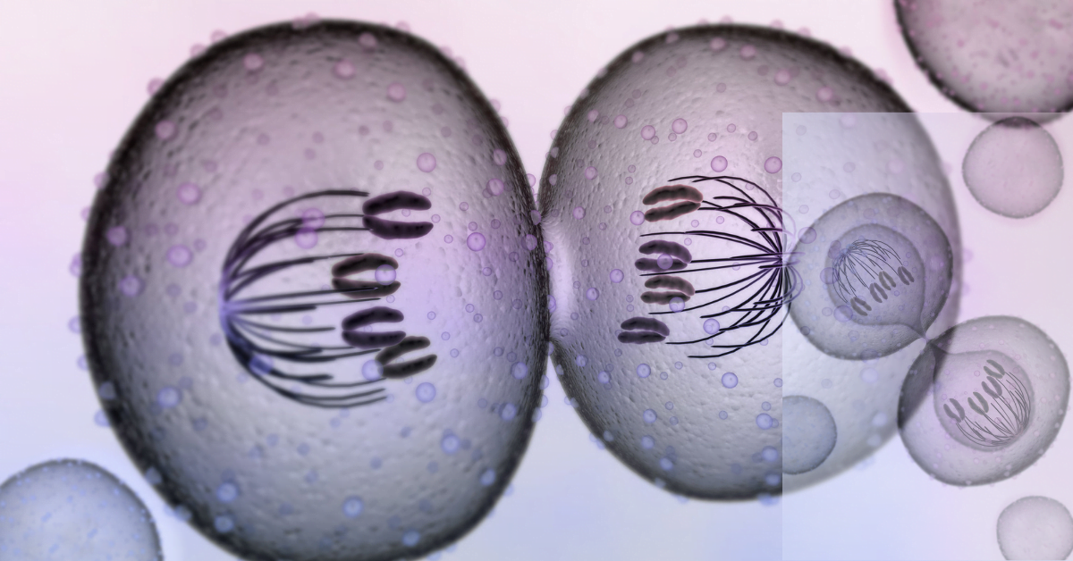 Cell Chromosomes: Haploid vs Diploid