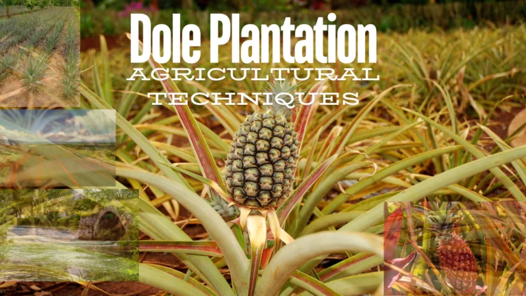Dole Plantation Agricultural Techniques