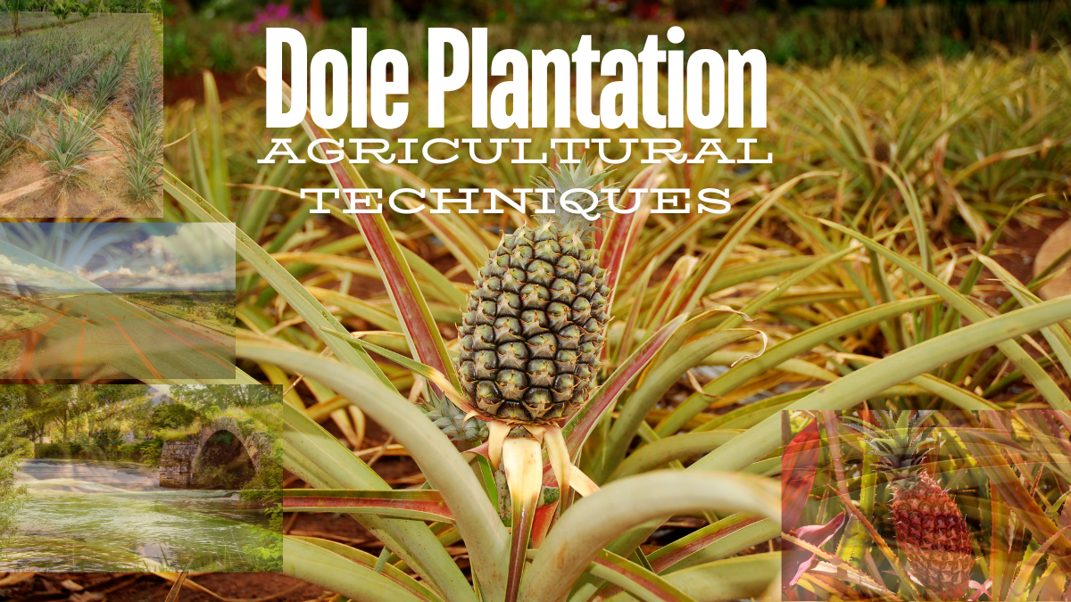 Dole Plantation Agricultural Techniques