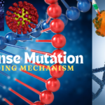 Decoding Missense Mutation Mechanisms