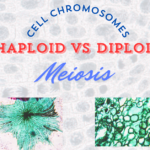 Cell Chromosomes: Haploid vs Diploid