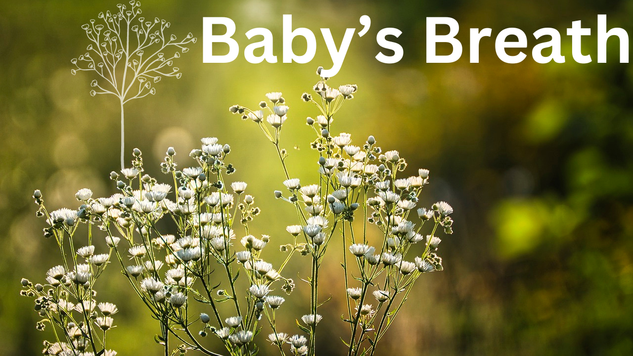 Baby’s Breath Blooming Magic