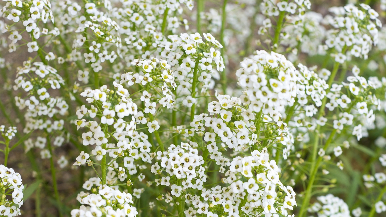 Baby’s Breath Blooming Magic