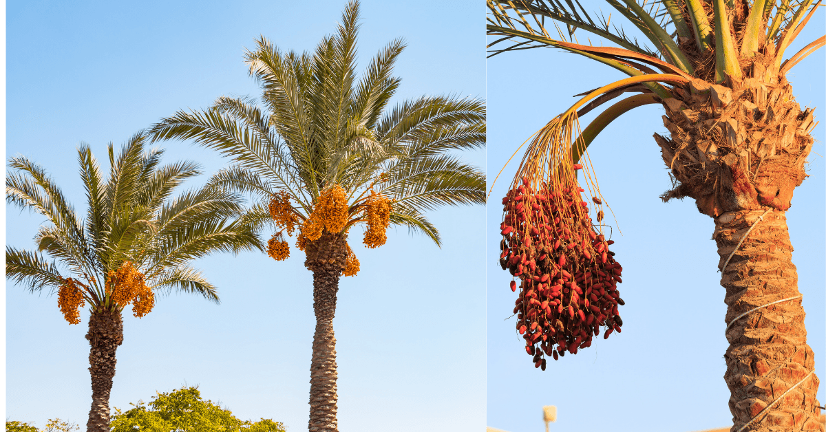 Artificial Pollination in Date Palm