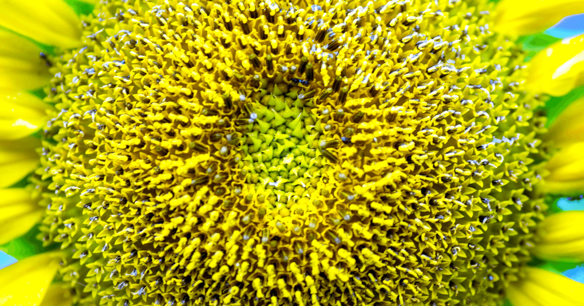 Artificial Pollination in Date Palm