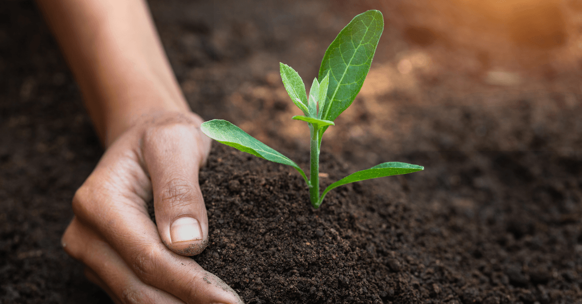 Soil Fertility Management Techniques