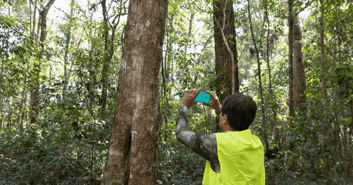 Carbon Offset Trees: A Key Strategy for Climate Change
