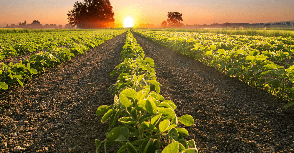 Machine Learning for Yield Prediction
