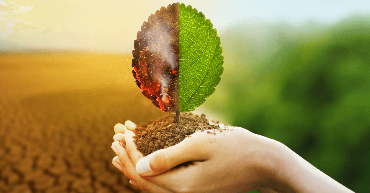 Carbon Offset Trees: A Key Strategy for Climate Change