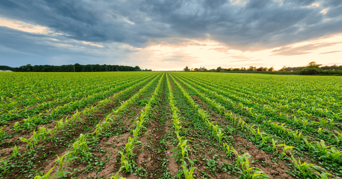 Soil Fertility Management Techniques