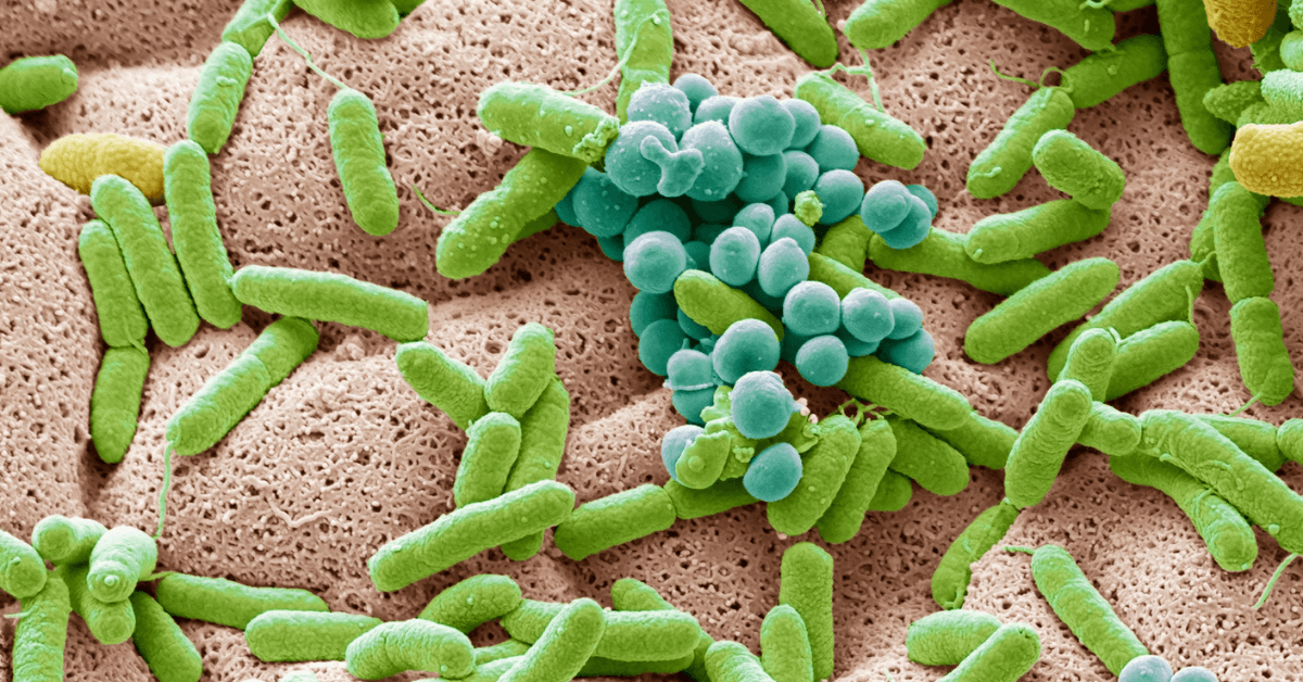 Vaginal Probiotics Benefits: Key Insights