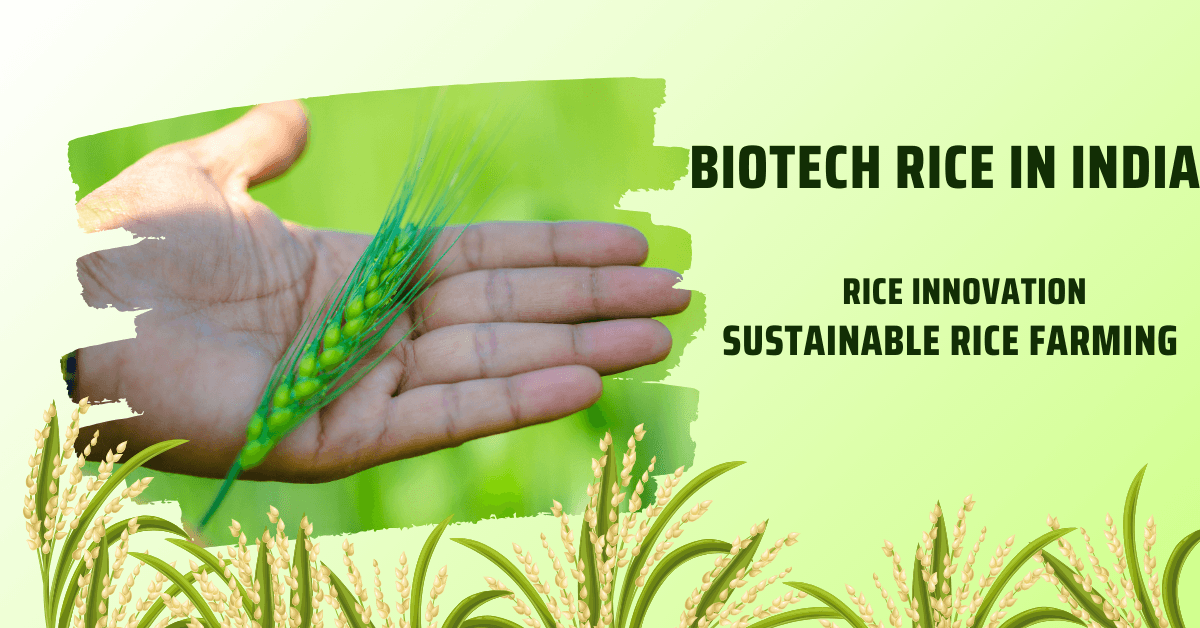 Biotech Rice in India