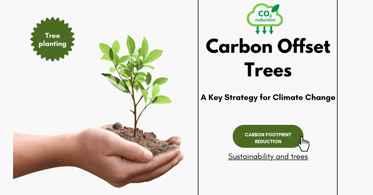 Carbon Offset Trees: A Key Strategy for Climate Change