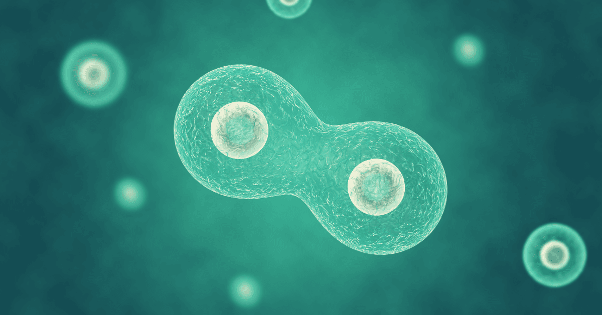 Auxin and Cytokinin Modulation