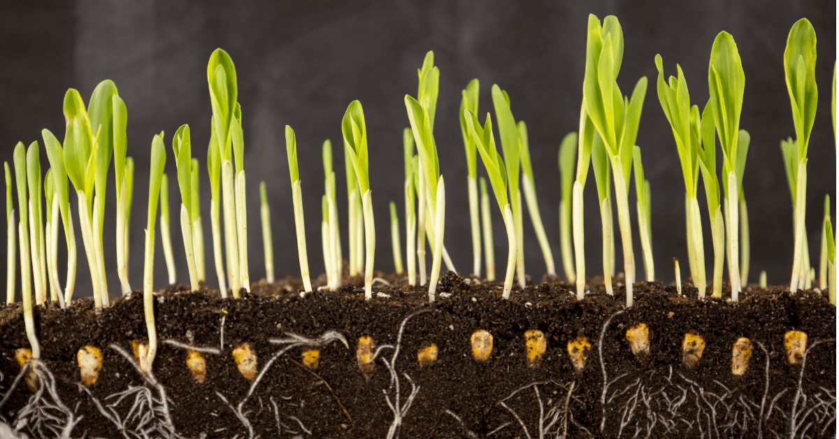 Auxin and Cytokinin Modulation