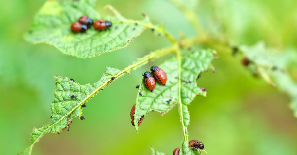 Disease Resistance in Plants