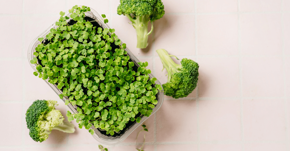 Broccoli Microgreens