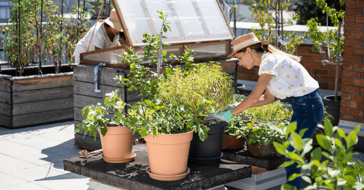 Urban Farming Vegetables