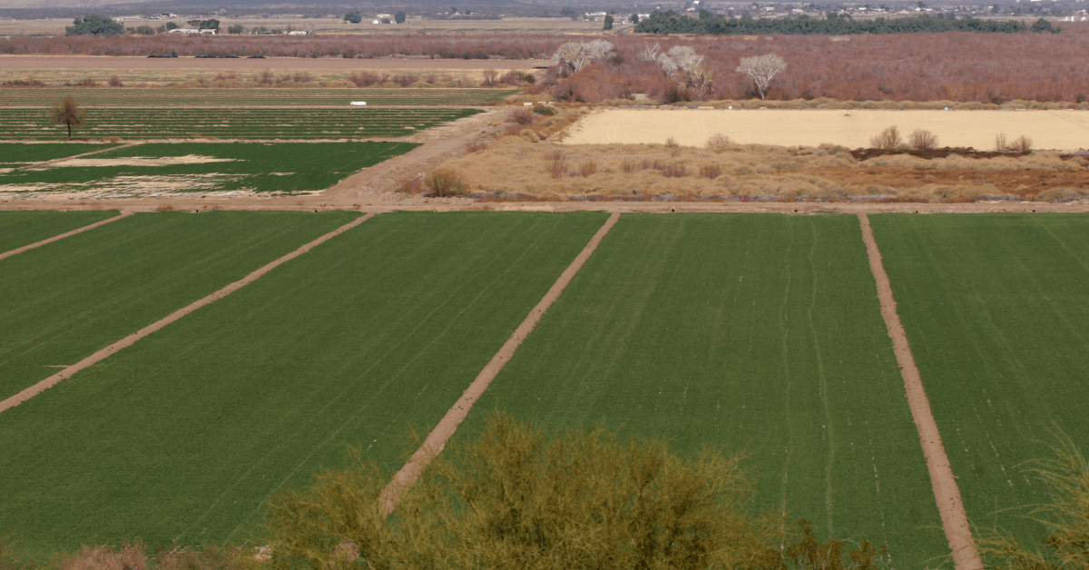 Regenerative Agriculture in Deserts