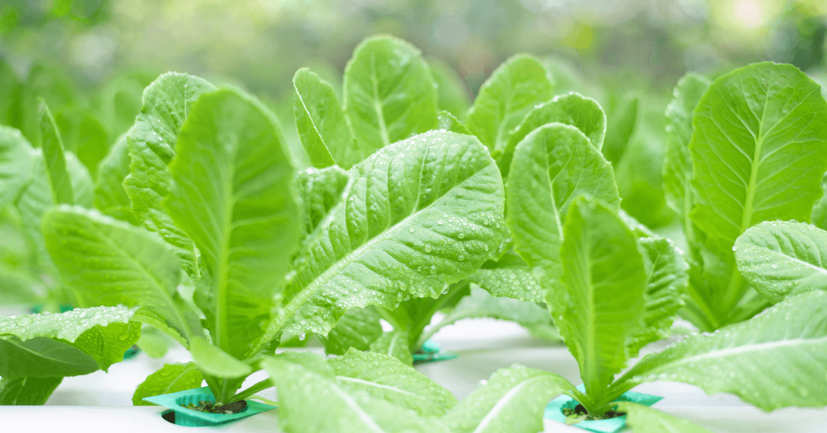 DIY Hydroponic Vegetable Garden