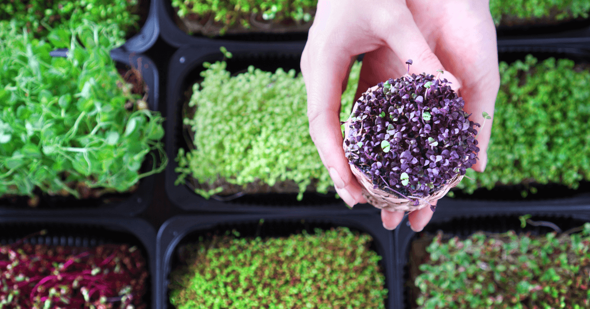 Broccoli Microgreens