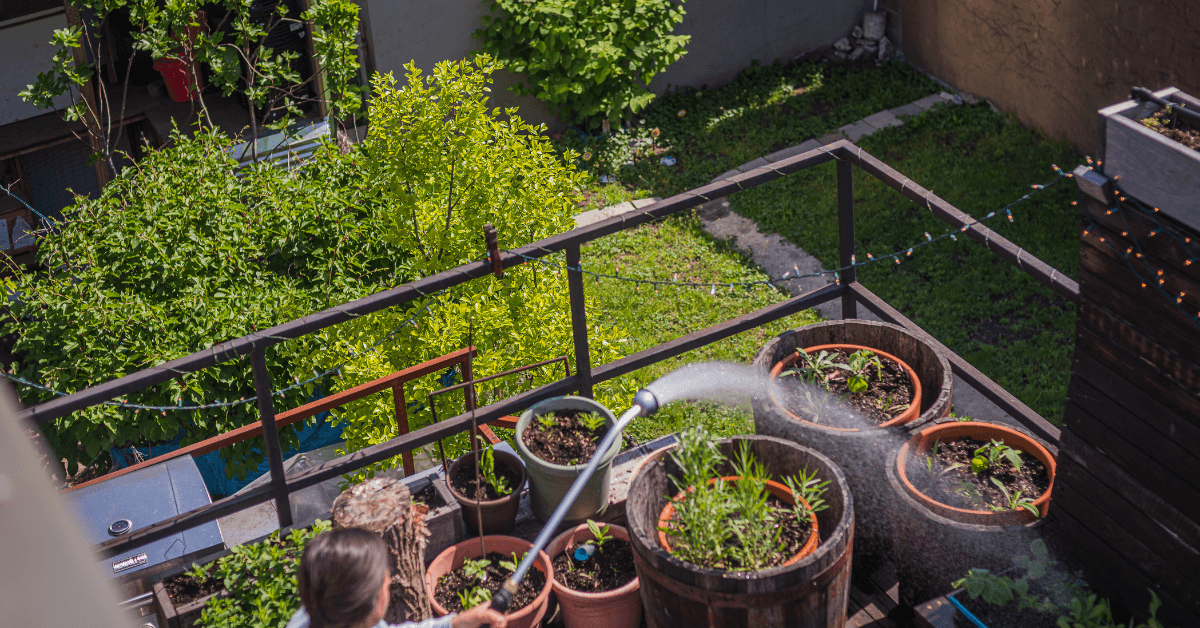 Urban Farming Vegetables