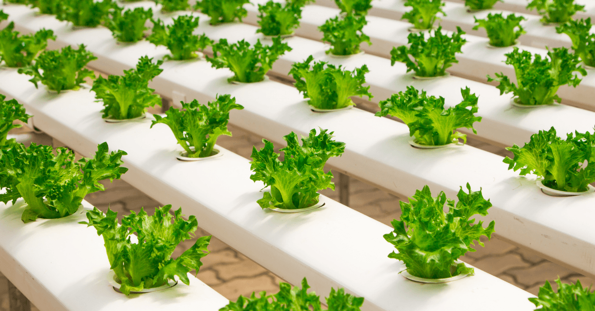 DIY Hydroponic Vegetable Garden