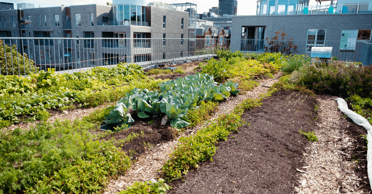 Urban Farming Vegetables