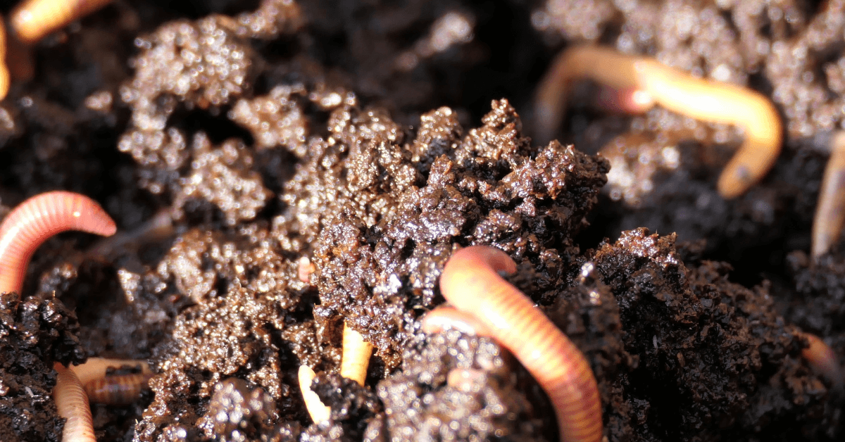 Organic Amendments for Soil