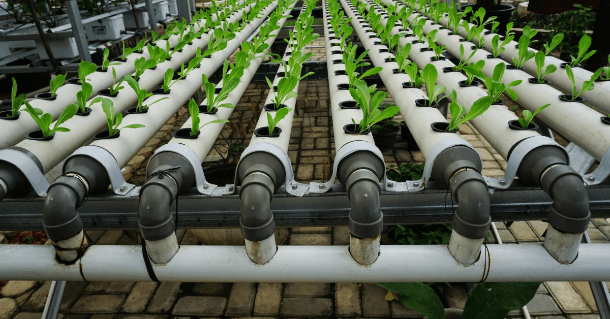 DIY Hydroponic Vegetable Garden