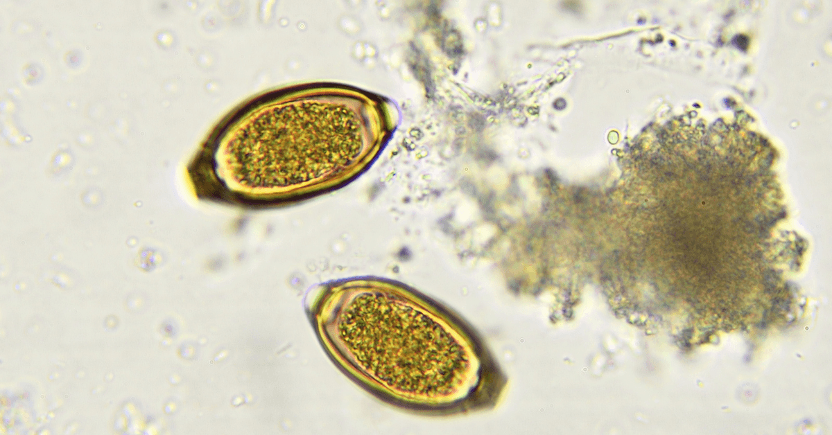 Types of Parasitic STDs